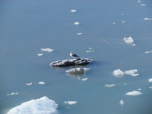 bird on ice