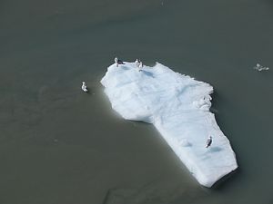 birds on iceberg