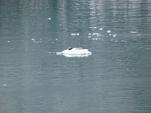 harbor seals