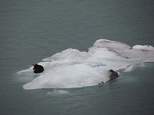 sea otter 1