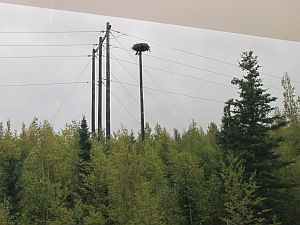 Osprey Nest