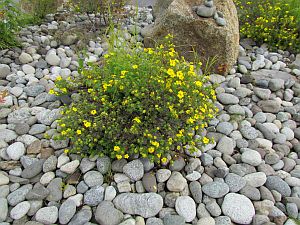 rocks & flowers