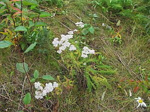 white flowers