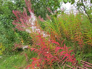 fireweed