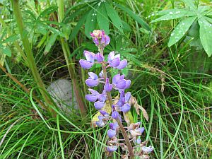 lupine