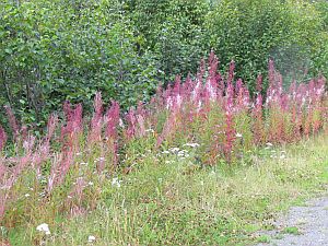 fireweed