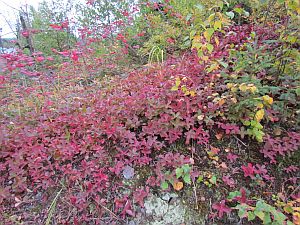 red leaves