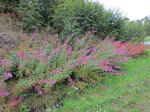 fireweed