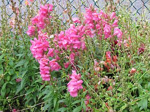 pink flowers