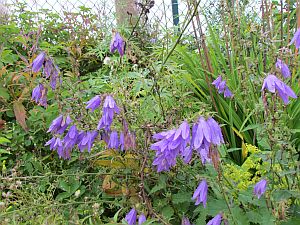 blue flowers