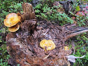 yellow fungus