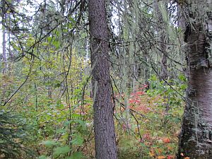 moss on tree