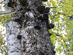 shelf fungus