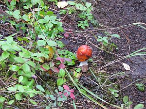 red mushroom