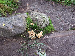 light brown mushrooms