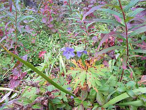 geranium