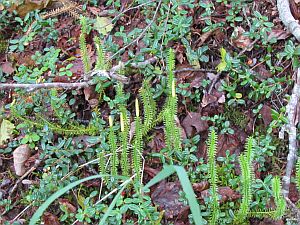 club moss