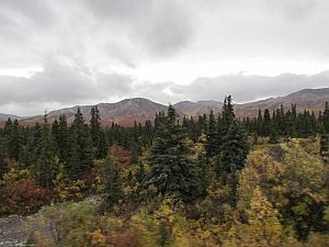 trees & mountains