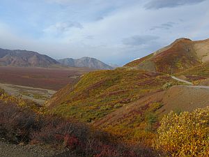 fall in Denali