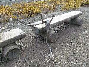 antlers on display