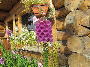 flowers at visitor center