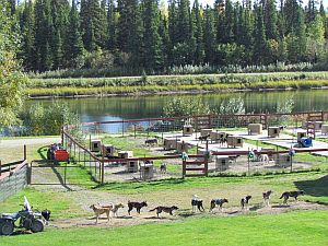 Iditarod dogs