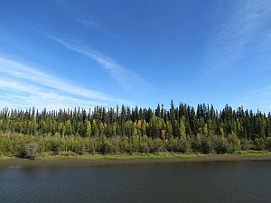 forest along the river