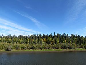 forest along the river