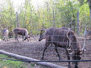 reindeer