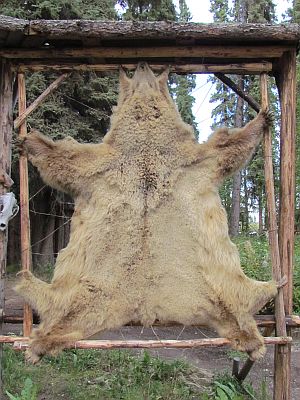 Grizzly pelt