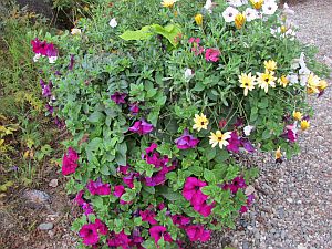 purple & yellow flowers