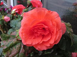 begonia