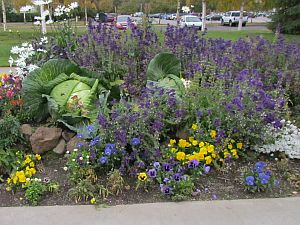 cabbages & flowers