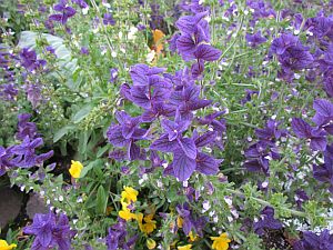 purple flowers