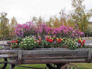 flowers in wagon
