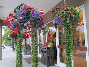 hanging baskets