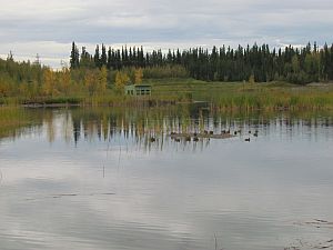 ducks on a tiny island