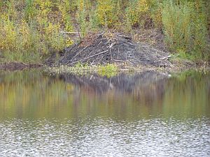 beaver dam