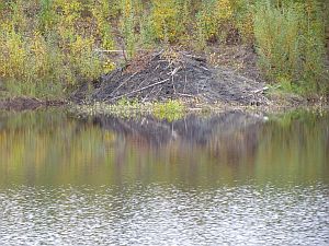 beaver dam