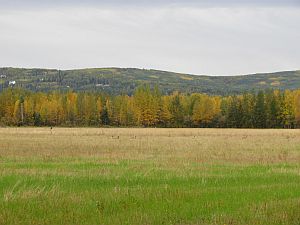 Creamer's Field