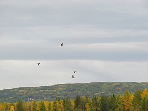 geese flying