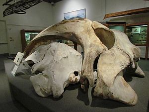 whale skull