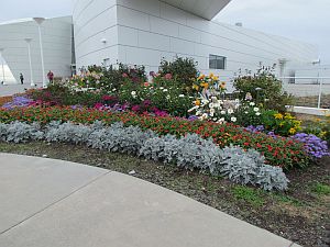 flowers