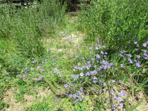 blue flowers