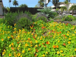 nasturtiums