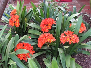 orange flowers