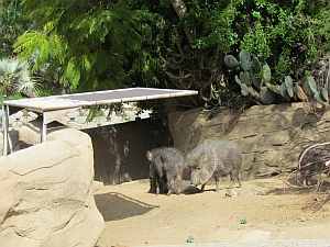 peccaries