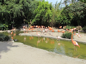 flamingos