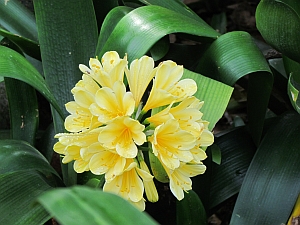 yellow flower