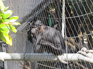 mangabey